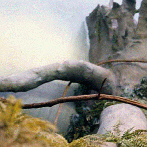 Baobab Tree Exhibit 1976