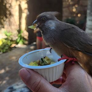 Explorer's Aviary (smallest section) - Speckled Mousebird