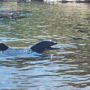 Common bottle nosed dolphin
