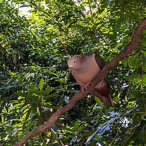 Explorer's Aviary (medium section) - Green imperial pigeon