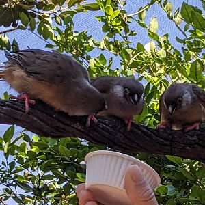 Explorer's Aviary (smallest section) - Speckled Mousebird