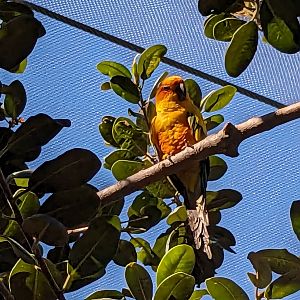 Explorer's Aviary (smallest section) - Sun Conure