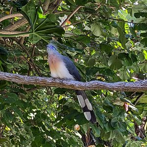 Explorer's Aviary (largest section) - Crested coua