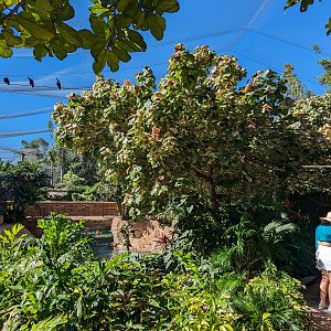 Explorer's Aviary (largest section) - view