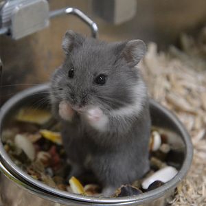 Campbell's dwarf hamster (Phodopus campbelli)