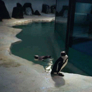 Inside the Penguin Exhibit 1976