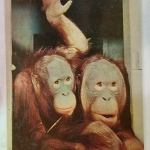 "Pieter" and "Tia" (Orangutans)