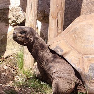 Aldabra Giant Tortoise (Aldabrachelys gigantea)