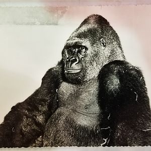 "Guy" (Western lowland gorilla)