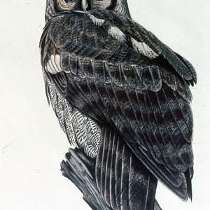 Milky Eagle Owl Sign 1974