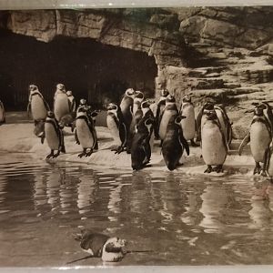 Humboldt penguins