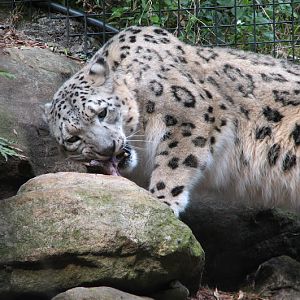 Taronga 2012 - Snow Leopard