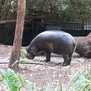 Taronga 2012 - Pygmy Hippopotamus