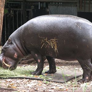 Taronga 2012 - Pygmy Hippopotamus