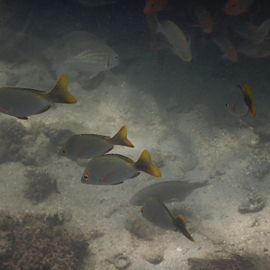 Paddletail Snapper juveniles (Lutjanus gibbus) - Green Island