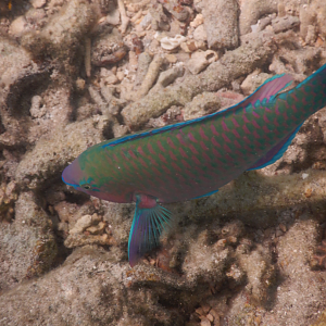 Palenose Parrotfish (Scarus psittacus) - Green Island