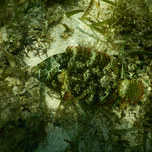 Floral Maori Wrasse (Cheilinus chlorourus) - Green Island
