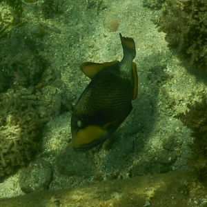 Titan Triggerfish juvenile (Balistoides viridescens) - Green Island