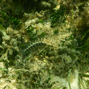 Southern Grubfish (Parapercis australis) - Green Island