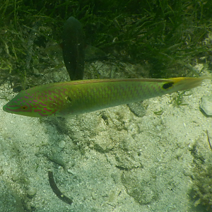 Threespot Wrasse (Halichoeres trimaculatus) - Green Island