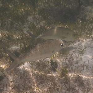 Strongspine Silverbiddy (Gerres longirostris) and Brassy Trevally juvenile (Caranx papuensis) - Green Island
