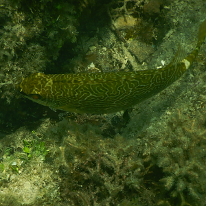 Scribbled Rabbitfish (Siganus spinus) - Green Island