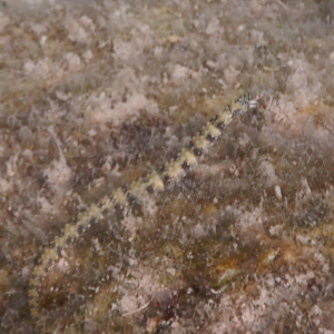 Messmate Pipefish (Corythoichthys intestinalis) - Green Island