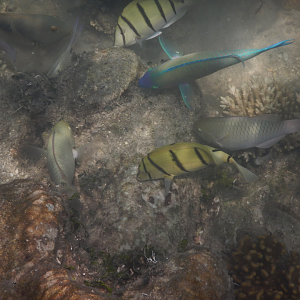 Mixed feeding shoal - Green Island
