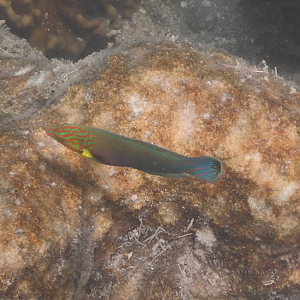 Hoeven's Wrasse (Halichoeres melanurus)