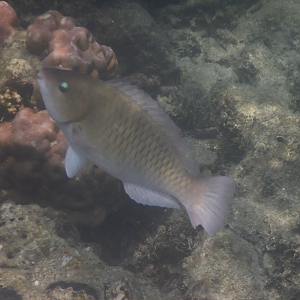 Surf Parrotfish (Scarus rivulatus)