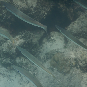 Obtuse Barracuda (Sphyraena obtusata) - Green Island
