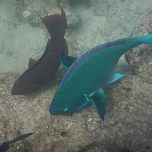 Steephead Parrotfish (Chlorurus microrhinos) and Minifin Parrotfish (Scarus altipinnis) - Green Island