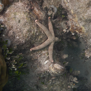 New Caledonian Seastar (Nardoa novaecaledoniae) - Green Island