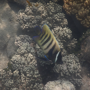 Sixbar Angelfish (Pomacanthus sexstriatus) and Bluestreak Cleaner Wrasse (Labroides dimidiata) - Green Island