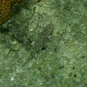 Decorated Sandgoby (Istigobius decoratus) - Green Island