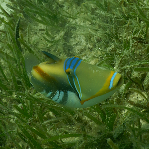 Lagoon Triggerfish (Rhinecanthus aculeatus) - Green Island