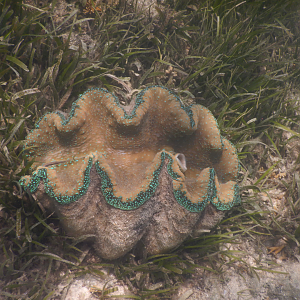 Gigas Giant Clam (Tridacna gigas) - Green Island