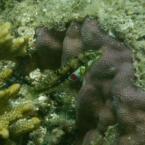 Cloud Wrasse (Halichoeres nebulosus)