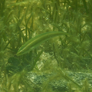 Brokenline Wrasse juvenile (Stethojulis interrupta) - Green Island