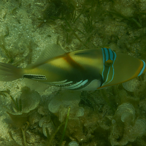 Lagoon Triggerfish (Rhinecanthus aculeatus) - Green Island