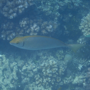 Black Rabbitfish (Siganus fuscescens) - Green Island