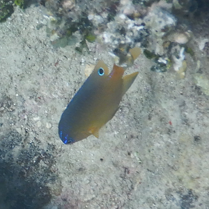 Ward's Damsel juvenile (Pomacentrus wardi) - Green Island