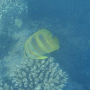 Rainford's Butterflyfish (Chaetodon rainfordi) - Green Island