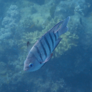 Bengal Sergeant (Abudefduf bengalensis) - Green Island