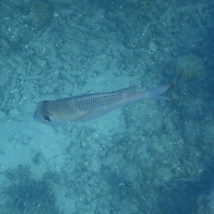 Bigeye Seabream (Monotaxis grandoculis) - Green Island