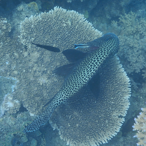 Harlequin Sweetlips (Plectorhinchus chaetodontoides) and Bluestreak Cleaner Wrasse (Labroides dimidiatus) - Green Island