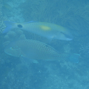 Blackspot Tuskfish (Choerodon schoenleinii) and Yellowspot Goatfish (Parupeneus indicus) - Green Island
