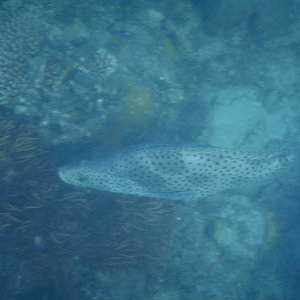 Panther Grouper (Cromileptes altivelis) - Green Island
