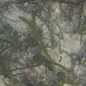 Onestripe Wormfish (Gunnellichthys pleurotaenia) - Green Island