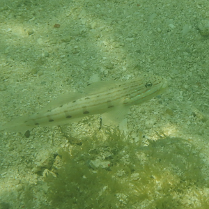 Ocellate Glidergoby (Valenciennea longipinnis) - Green Island